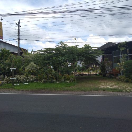 lapak maskot petani yang memesan palem merah 5 pohon lapak maskot petani yang memesan palem merah 5 pohon