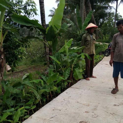 bibit pisang semarang