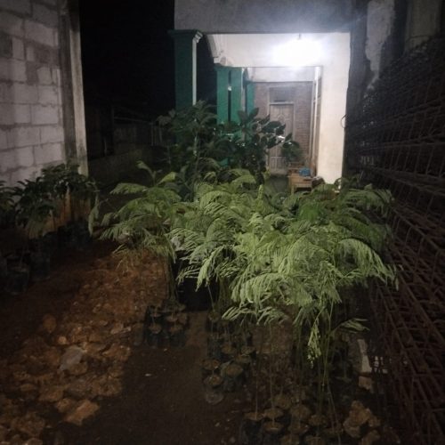 bibit alpukat dan sengon berhasil terkirim ke dusun Ngampiran, Desa Melikan Rongkop Gunungkidul