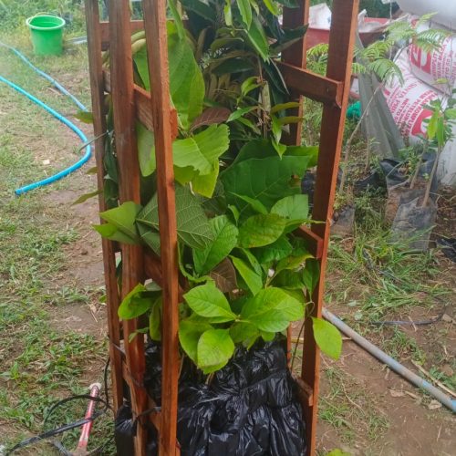 bibit jati dan bibit durian