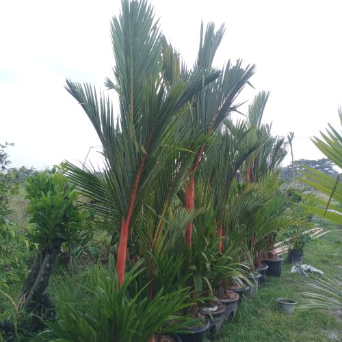palem merah by pot palem merah by pot