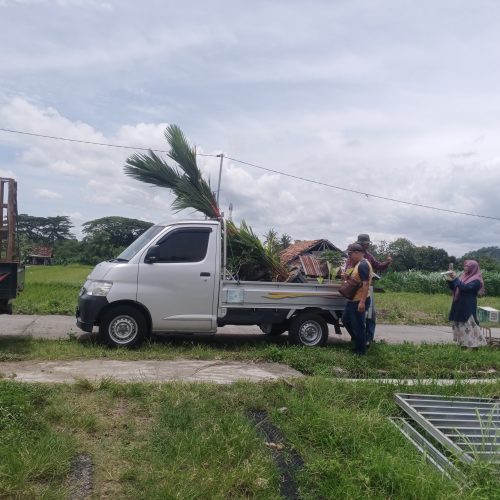 palem merah diborong warga denggung sleman palem merah diborong warga denggung sleman