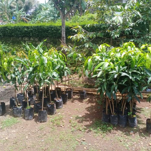 bibit mangga sendangrejo minggir sleman