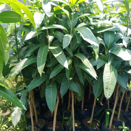 bibit mangga