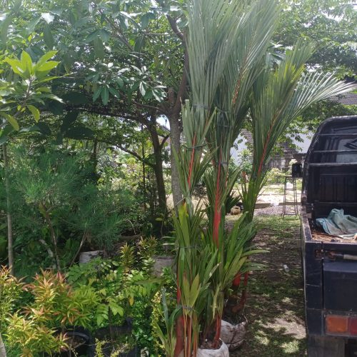 palem merah kirim ke wonosari gunungkidul