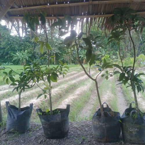 bibit alpukat