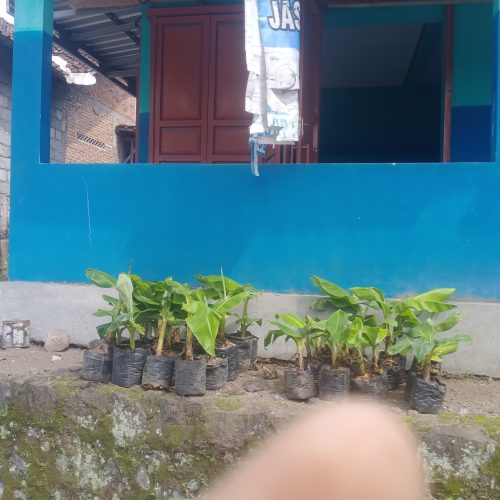 bibit pisang srumbung magelang
