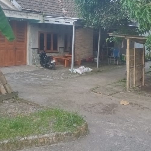 bibit rumput gama umami