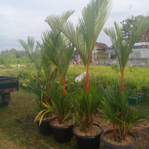 palem merah berjejer palem merah berjejer