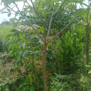 pohon pule