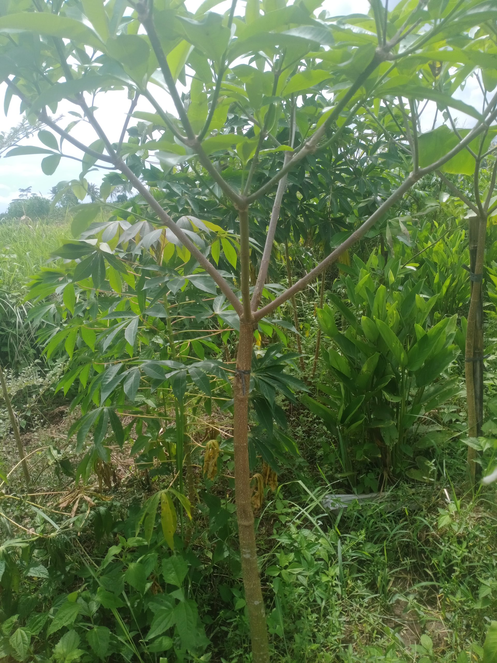 pohon pule 2 M pohon pule tinggi 2 M