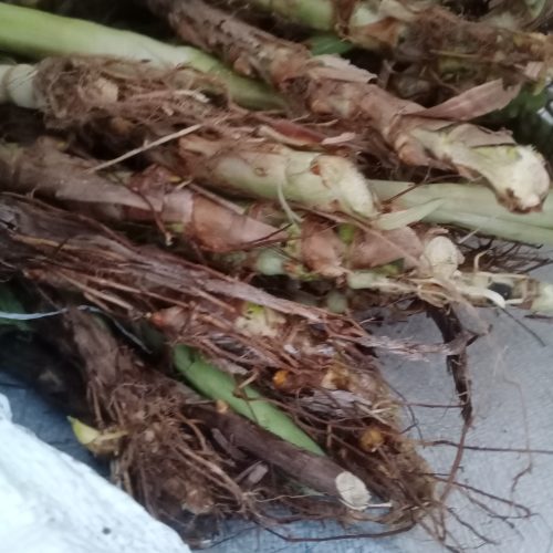 bibit rumput odot bibit rumput odot