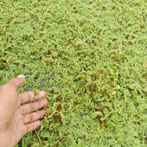bibit azolla