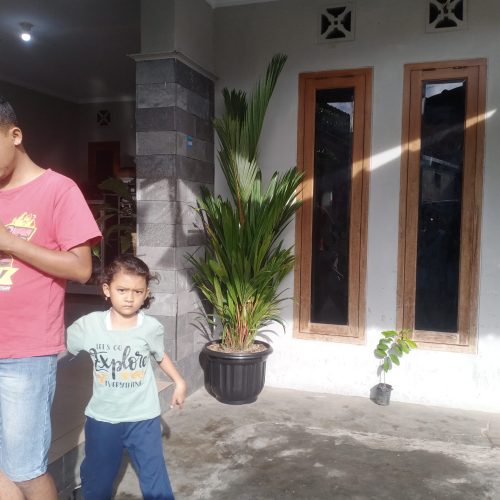 pengiriman palem merah ke daerah Kota Jogja