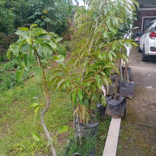 bibit tanaman buah dikirim ke Minggir Sleman
