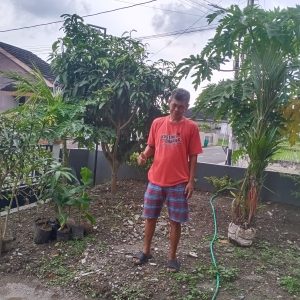 tanaman hias Vista Agro dikirim ke Perum Griya Taman Sejahtera C1 Klurak Baru Kalasan Sleman