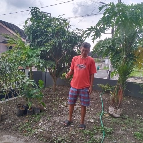 tanaman hias Vista Agro dikirim ke Perum Griya Taman Sejahtera C1 Klurak Baru Kalasan Sleman