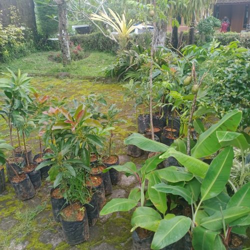 bibit buah alpukat, pisang, dll ke merdikorejo tempel sleman