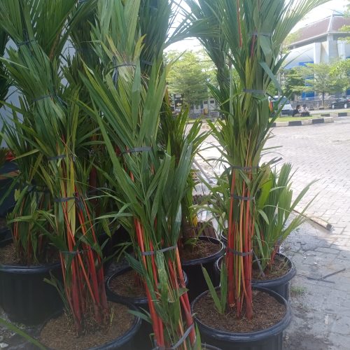 palem merah ke sragen palem merah ke sragen