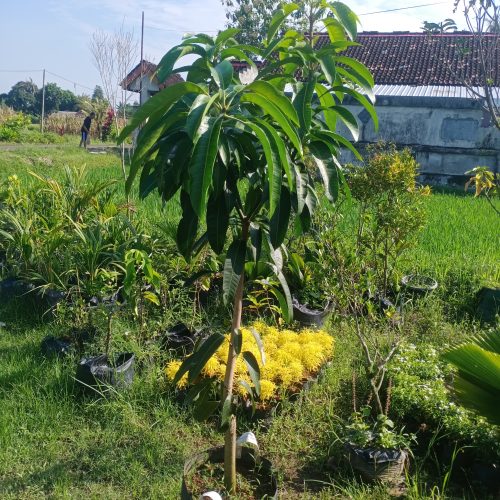 mangga kiojay