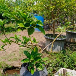 alpukat aligator berbuah di planter bag