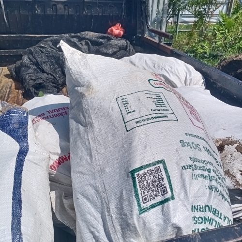 bibit rumput odot