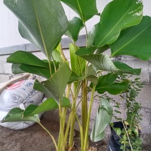 calathea Luthea