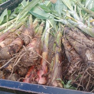 bibit pisang dongkelan