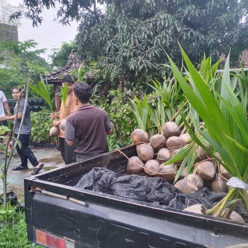 bibit kelapa hibrida dan kopyor