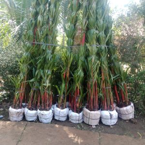 palem merah dongkelan