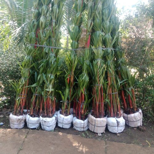 palem merah dongkelan