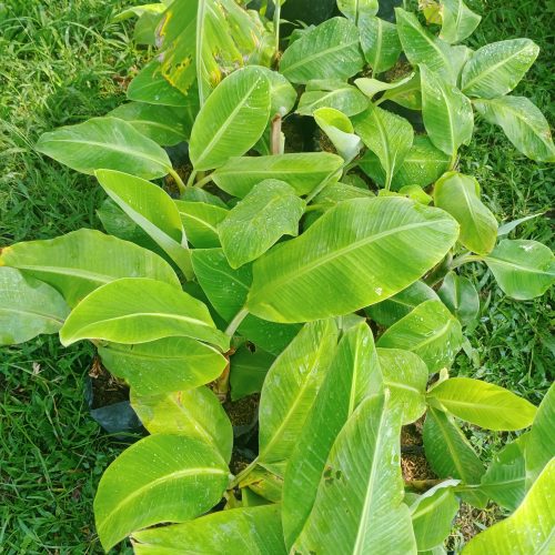 bibit pisang model polybag