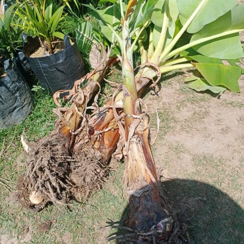 IMG_20261017_132513 bibit pisang dongkelan